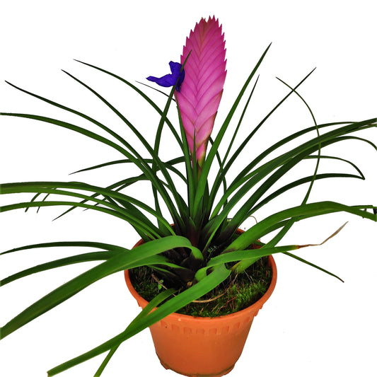 Pink Quill Tillandsia Cyanea Indoor Plant
