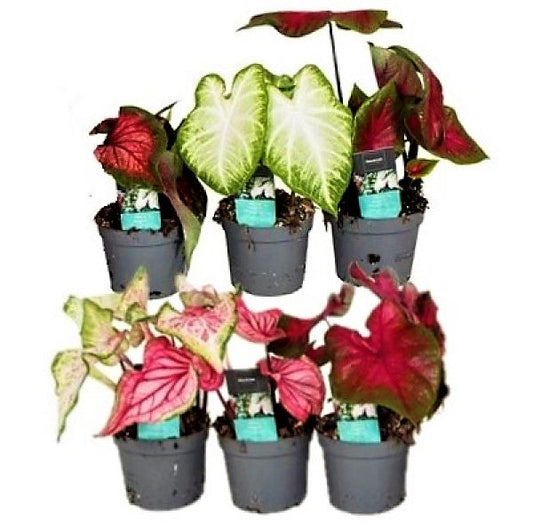 Angel Wings Caladiums A Heavenly Indoor Beauty