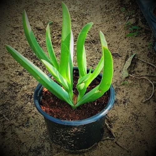 Carpobrotus Edulis, Ice Plant (small)
