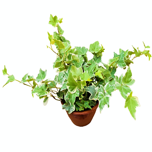 Hedera Variegated English Ivy Indoor Plant