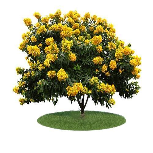 Cassia Surattensis, Scrambled Egg Plant