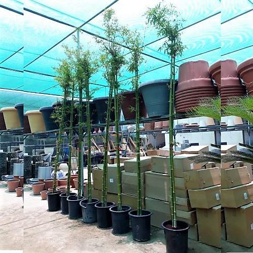 Bambus Green, Tropical Bamboo