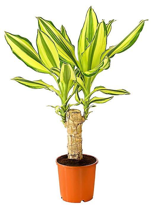 Dracaena Fragrans Yellow Coast Indoor Plant