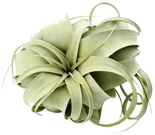 Tillandsia Xerographica Exotic Indoor Plant