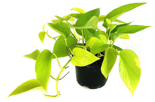 Neon Pothos Home Decor Air Purifying Plant