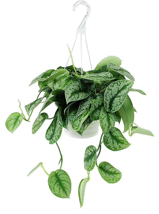 Satin Pothos Hanging Indoor Plant