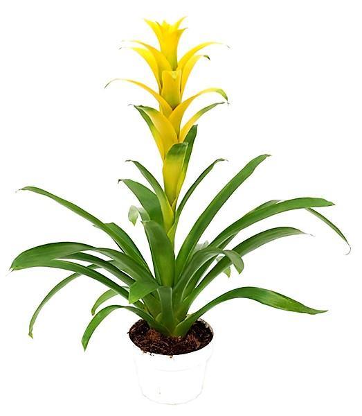 Guzmania Scarlet Star Colorful Indoor Plant