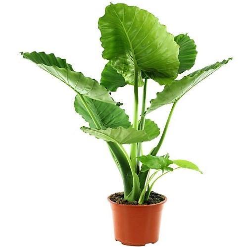 Alocasia California - www.Greenie.ae Buy online Best and Healthy Plants and quality products guarantee in Dubai Plants Shop in Dubai Abu Dhabi all over UAE Plants near me Fresh Plants in Dubai where to buy plants in UAE - Greenie.ae