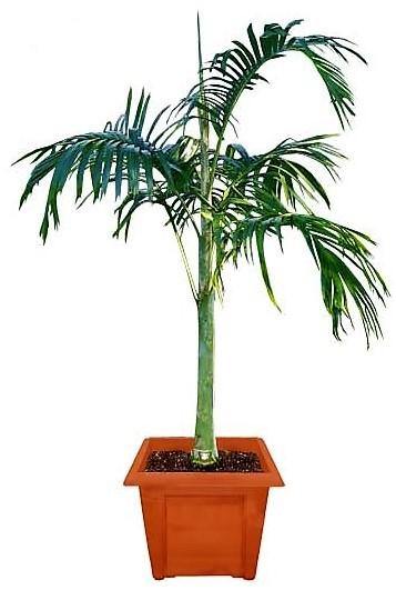 Carpentaria Palm, Carpentaria Acuminata