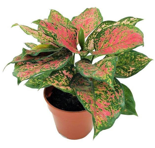 Aglaonema sp Lady Valentine Pink & Green Indoor Plant