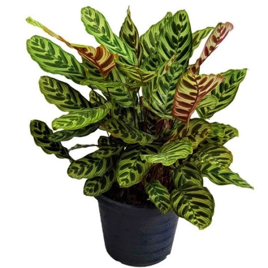 Calathea Makoyana or Cathedral Windows Plant