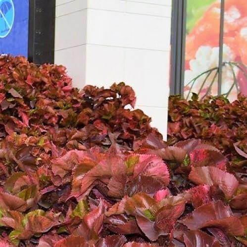Acalypha wilkesiana, Copper Leaf