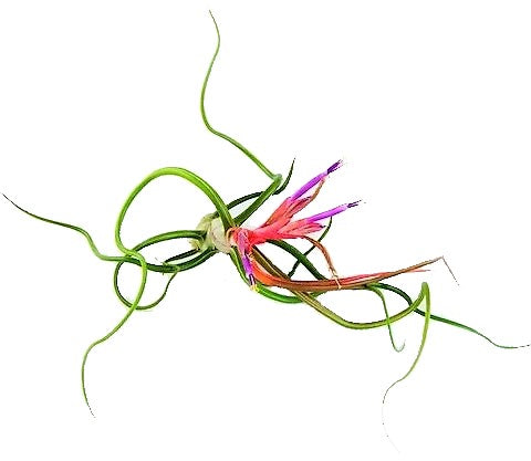 Tillandsia Bulbosa Air indoor Plant