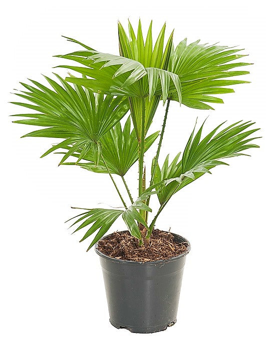 Livistona Palm Footstool Indoor Fan Palm Plant