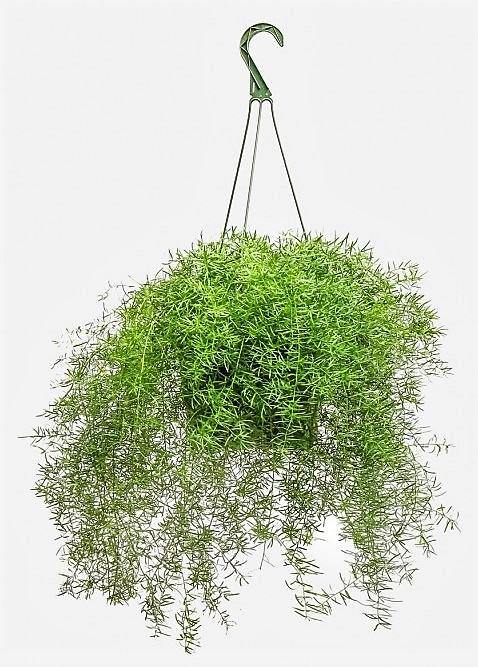 Asparagus Hanging Indoor Fern Plant