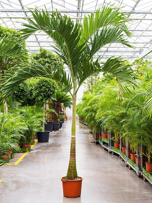 Manila Palm, Veitchia Merrillii