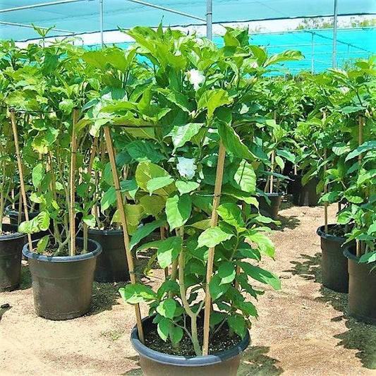 Tabernaemontana divaricata, crape jasmine