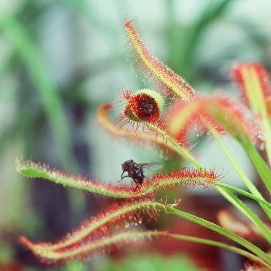 Drosera Capensis Cape Sundew Indoor Plant