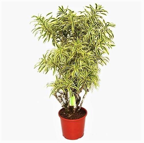 Dracaena Reflexa Pleomele Indoor Plant