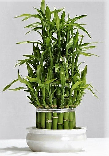 Lucky Bamboo Steps, Dracaena Sanderiana