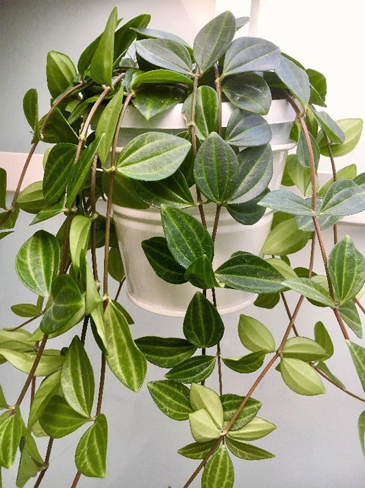 Green Leaf Peperomia Angulata Indoor Plant