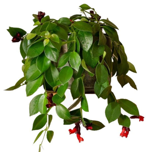 Aeschynanthus Mona Lisa Lipstick Flowering Plant