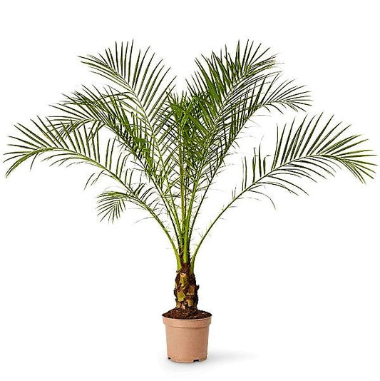 Phoenix Roebelenii Miniature Date Palm Indoor Plant