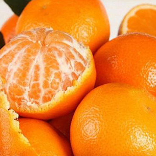 Mandarin Plant , Kinnow Orange tree