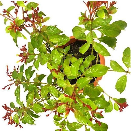 Fire Bush, Hamelia Patens