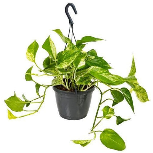 Epipremnum Pinnatum Marble Queen Money Plant Indoor