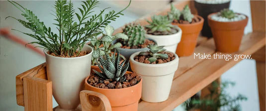Office Plant