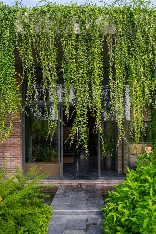 Climbers and Vines