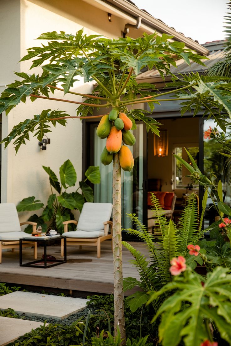 Fruit Plants
