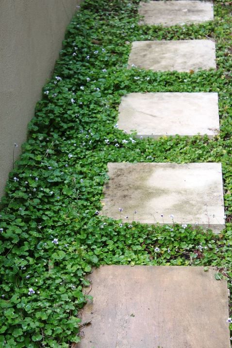 Ground Covers