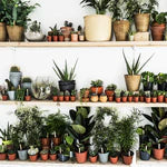 Indoor Plants