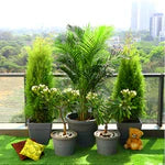Outdoor Plants