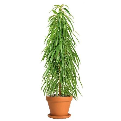 Ficus Amstel Queen Indoor Tropical plant