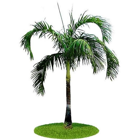 Carpentaria Palm, Carpentaria Acuminata