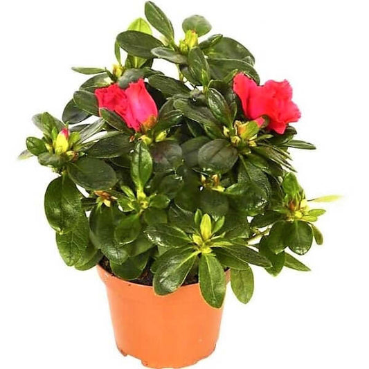 Azaleas Rhododendron Simsii Indoor Flowering Plant
