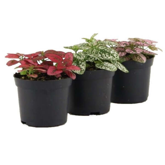 Polka Dot Plant Hypoestes Phyllostachya plant
