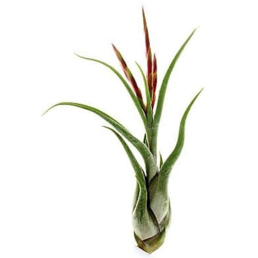 Tillandsia Caput Medusae Exotic Air Plant