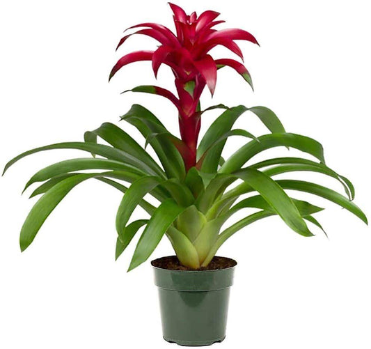 Guzmania Scarlet Star Colorful Indoor Plant