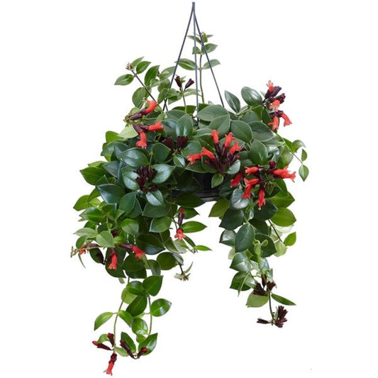 Aeschynanthus Mona Lisa Lipstick Flowering Plant