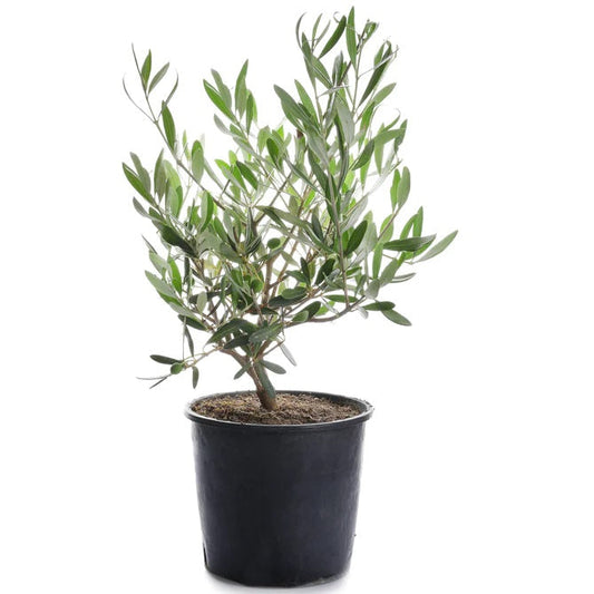 Olive Dwarf Bonsai Perfect Indoor Olive plant
