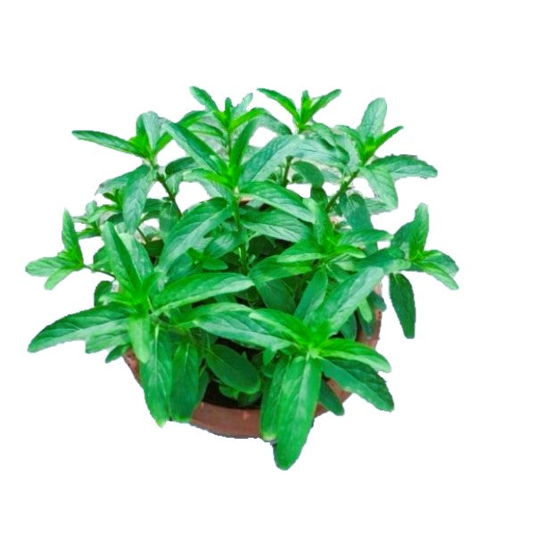 Habak, Mentha longifolia, Desert mint