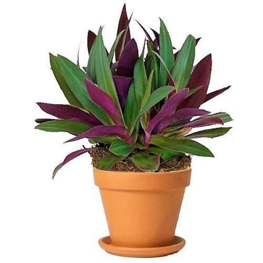 Rhoeo Discolor, Moses In The Cradle (small)