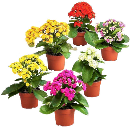 Flaming Katy, Kalanchoe blossfeldiana, indoor