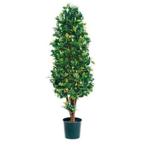 Ficus Diversifolia, Ficus Panda - Cone Shape