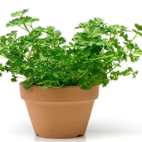 Parsley Herb Indoor Plant