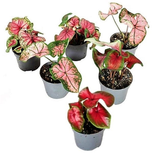 Angel Wings Caladiums A Heavenly Indoor Beauty
